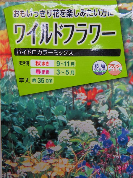 17年11月16日 春に咲く花の種まき 今日の風に吹かれましょう