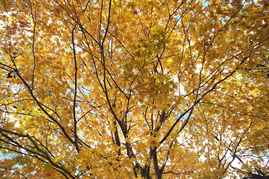 c0067040_20500153.jpg
