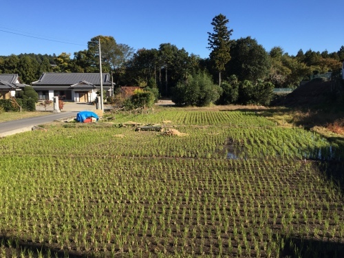 秋の高麗川_c0331145_20015497.jpg