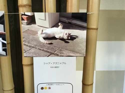 第2回 猫べっぷ展_c0223260_09381313.jpeg