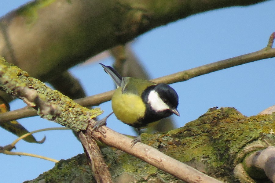 オランダの野鳥たち 自然の写真を中心に Photo Album