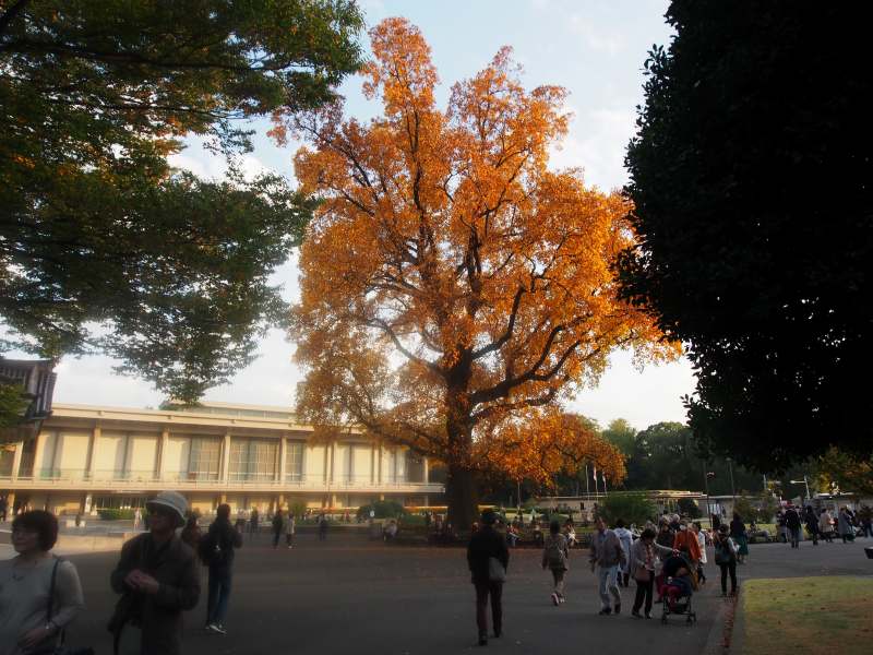 興福寺中金堂再建記念特別展「運慶」東京国立博物館　　１１・１０_c0183777_17341353.jpg