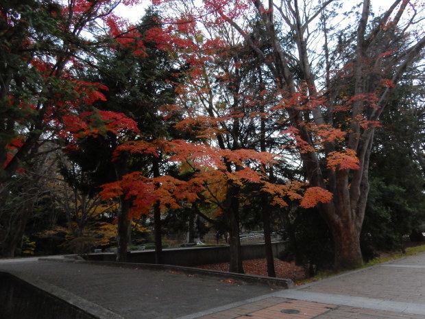 早朝紅葉狩り①_e0355177_10391114.jpg