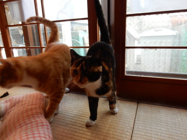 早朝紅葉狩り②_e0355177_20472296.jpg