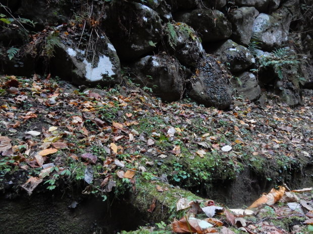 早朝紅葉狩り②_e0355177_21164435.jpg