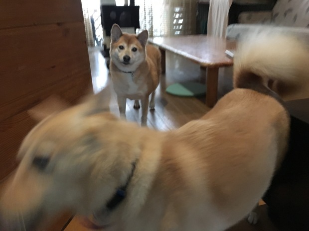 b0377882_22263378.jpeg