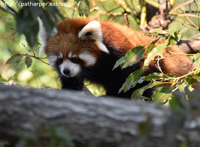 ２０１７年１０月　王子動物園　その１　ミンファの双子_a0052986_2324038.jpg