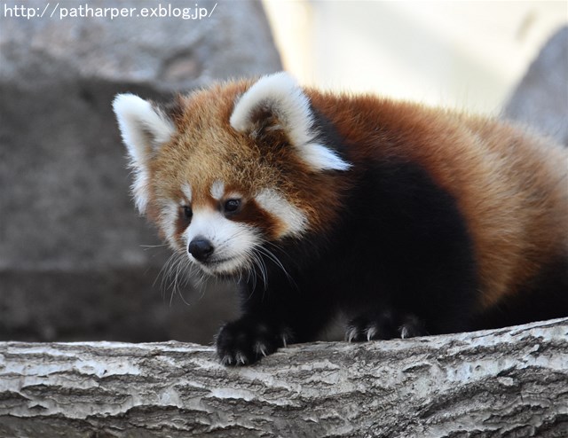 ２０１７年１０月　王子動物園　その１　ミンファの双子_a0052986_23502325.jpg