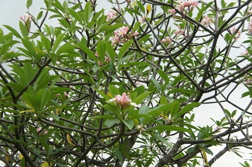e0206490_17490120.jpg