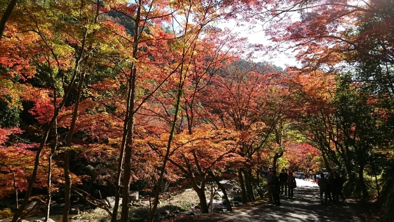 豪渓へ ～紅葉～_f0371101_16503391.jpg