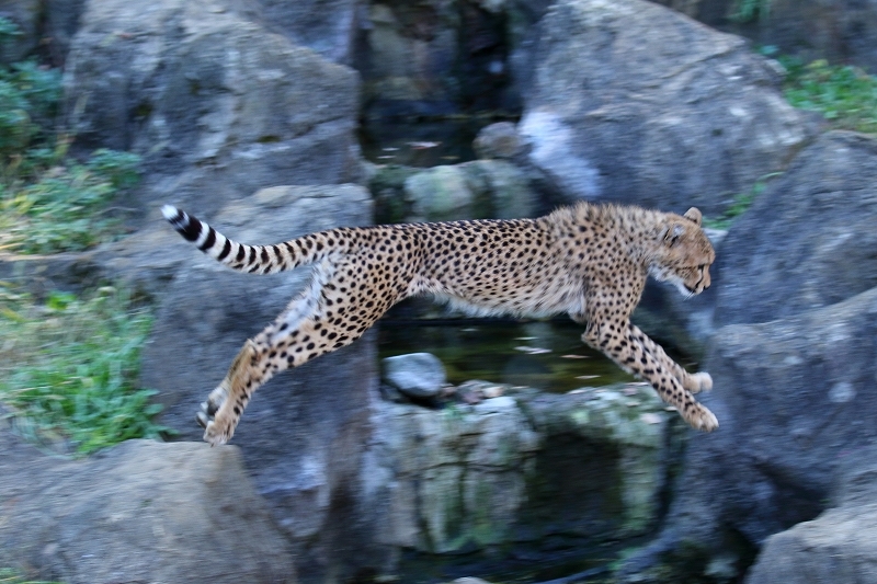 ネコ好きにはたまりません。再び挑戦、チーター３兄弟の流し撮り（日野市、多摩動物園）_b0291402_08261822.jpg