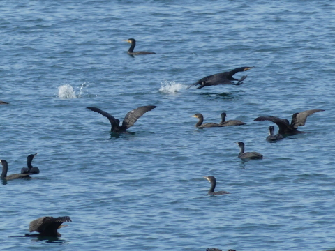 鳥が首出してる_b0291805_13350291.jpg