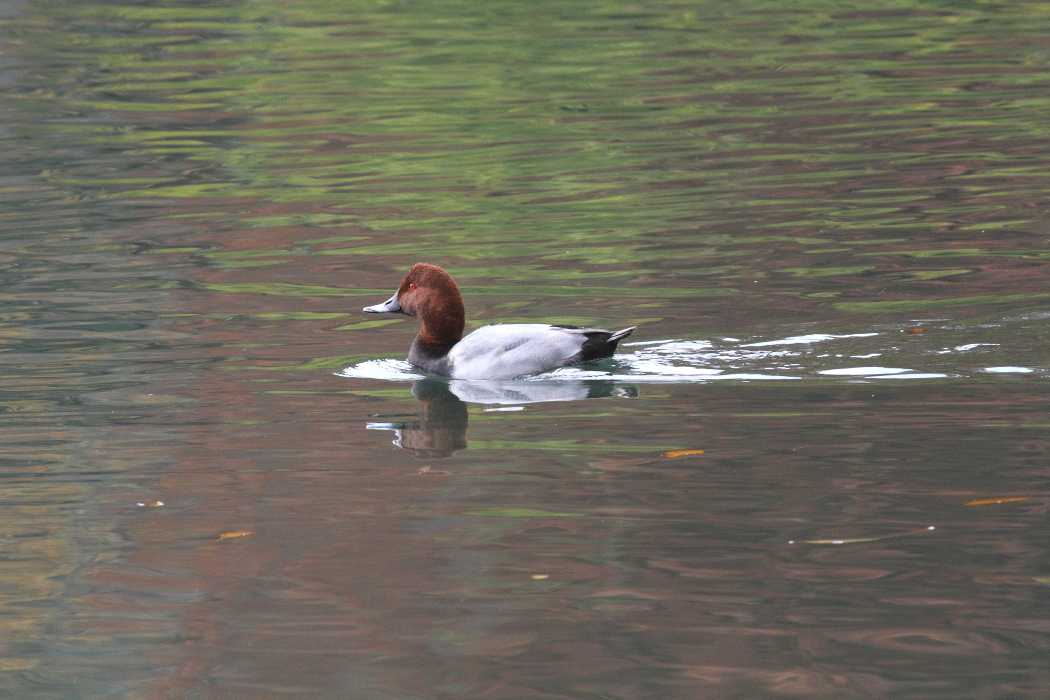 秋の公園_b0190710_17280986.jpg