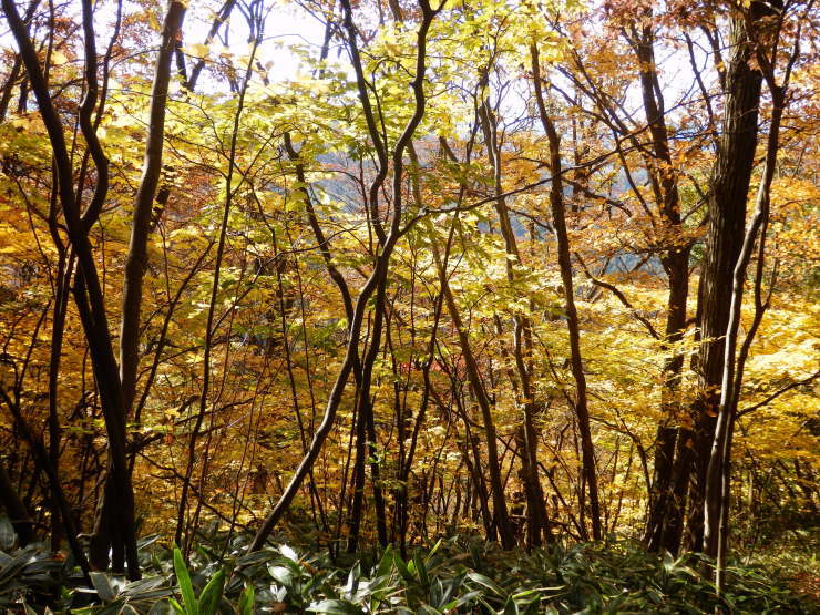 大峯山_f0219710_19013233.jpg