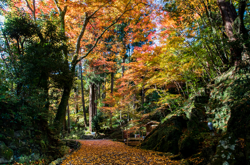 地元の紅葉名所のご紹介_e0162114_10404743.jpg