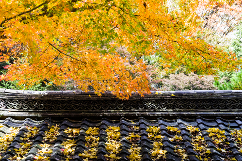 地元の紅葉名所のご紹介_e0162114_10415567.jpg