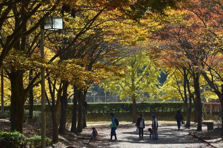 南郷公園のイチョウ_d0065116_21433366.jpg