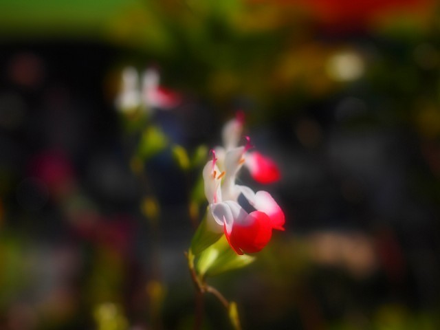 d0295818_14000296.jpg