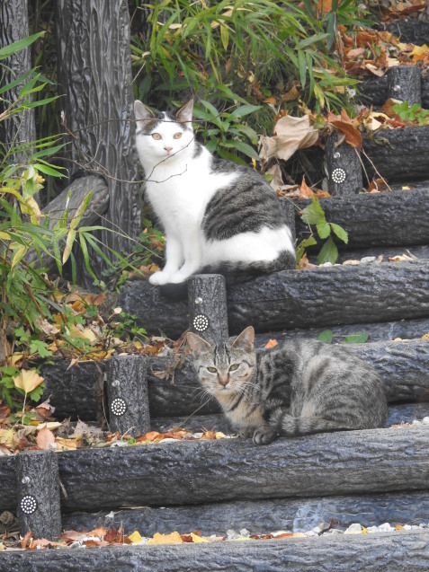 原生林に囲まれた自然豊かな公園_a0248728_16193404.jpg