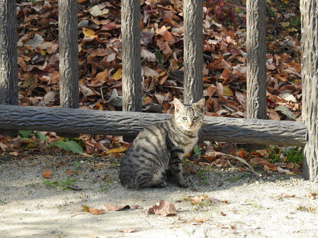 原生林に囲まれた自然豊かな公園_a0248728_16204092.jpg