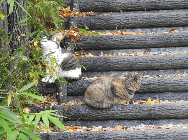 原生林に囲まれた自然豊かな公園_a0248728_16222077.jpg