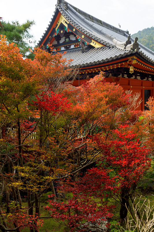 京都の紅葉2017 毘沙門堂のドウダンツツジ : 花景色－K.W.C. PhotoBlog