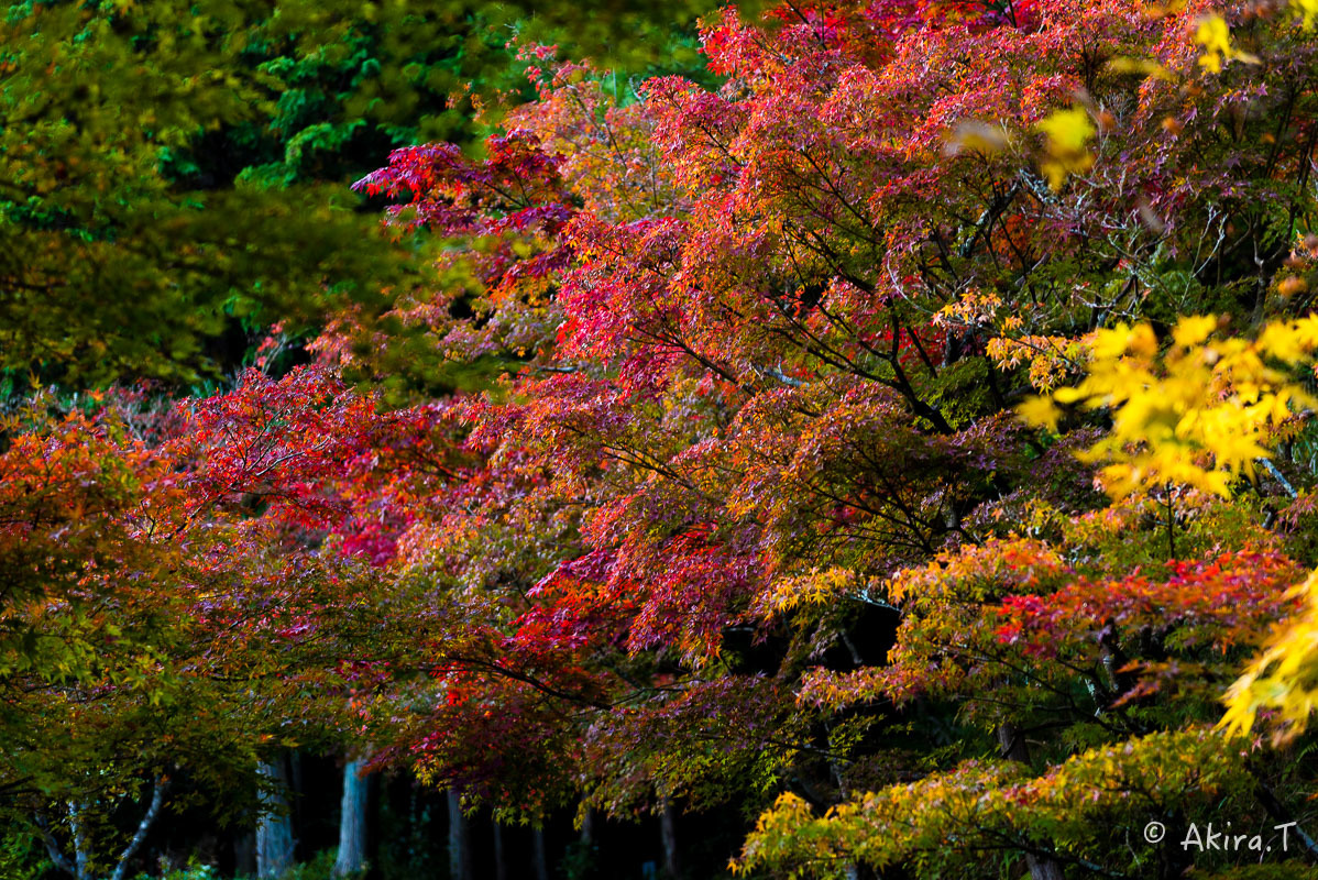 京都の紅葉 2017 〜2〜_f0152550_21265993.jpg