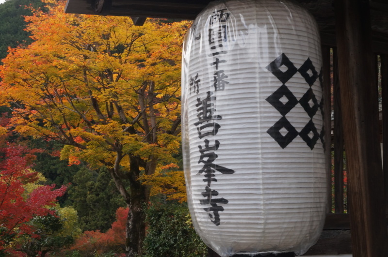 善峯寺山門そばの紅葉_b0063958_22383234.jpg