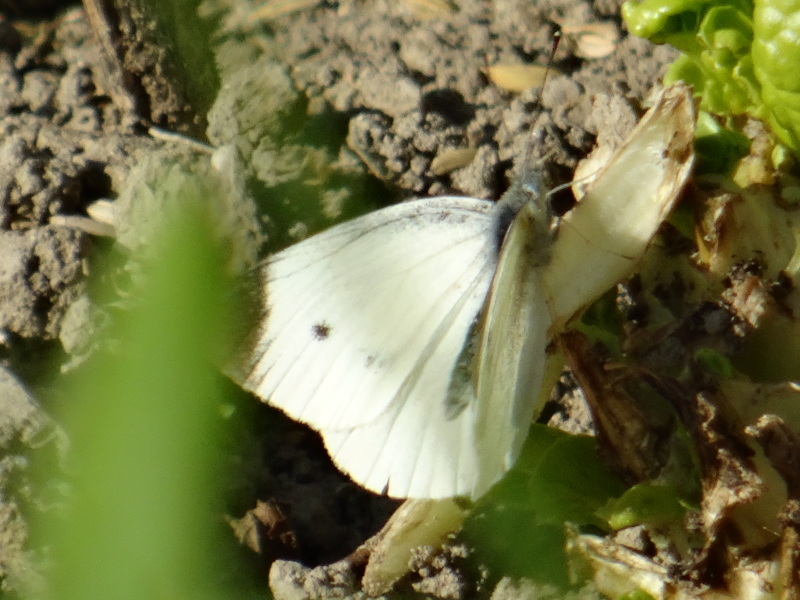 c0108460_18320287.jpg