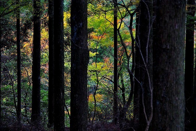 デイキャンプ de 紅葉狩り！_e0339960_15003489.jpg