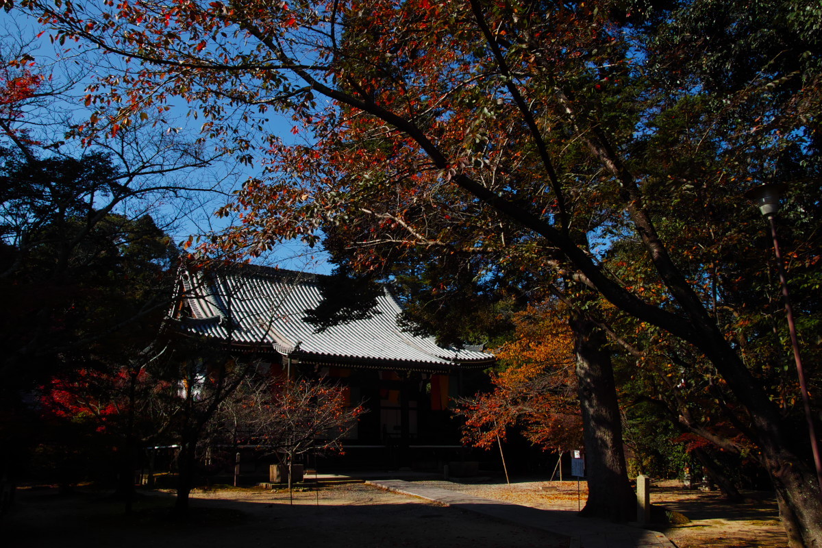 紅葉　　2017　　光明寺_f0021869_13182893.jpg