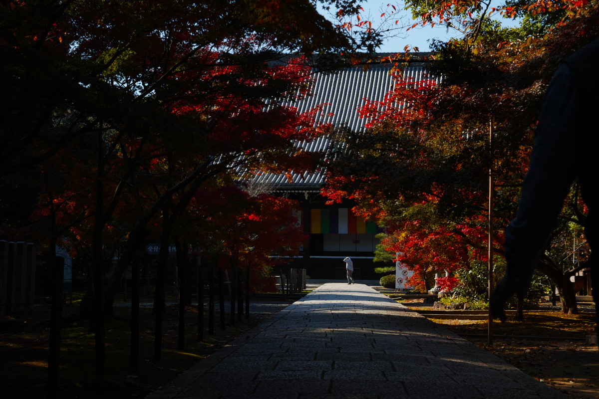 紅葉　　2017　　光明寺_f0021869_13193659.jpg