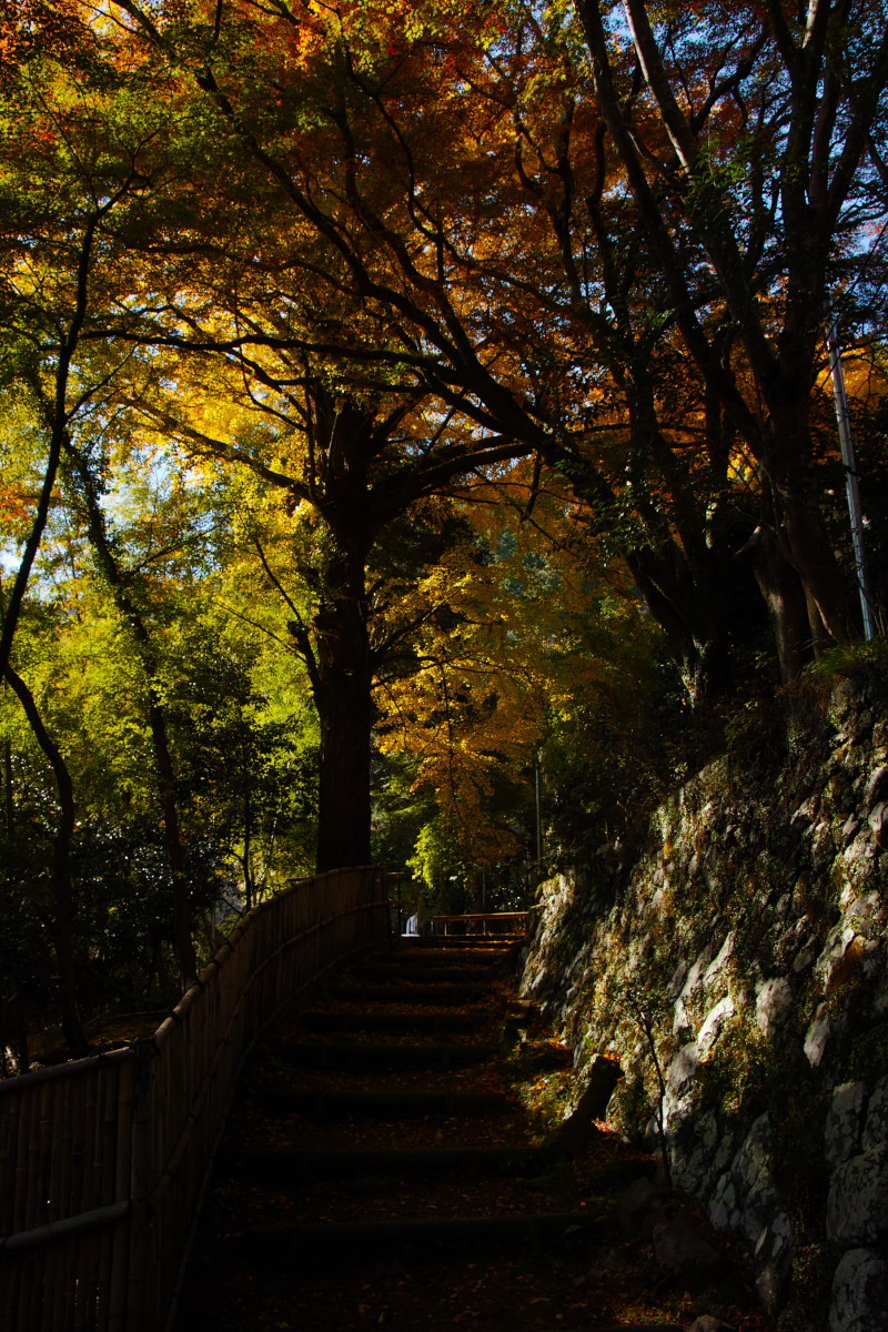 紅葉　　2017　　　金蔵寺_f0021869_13243733.jpg