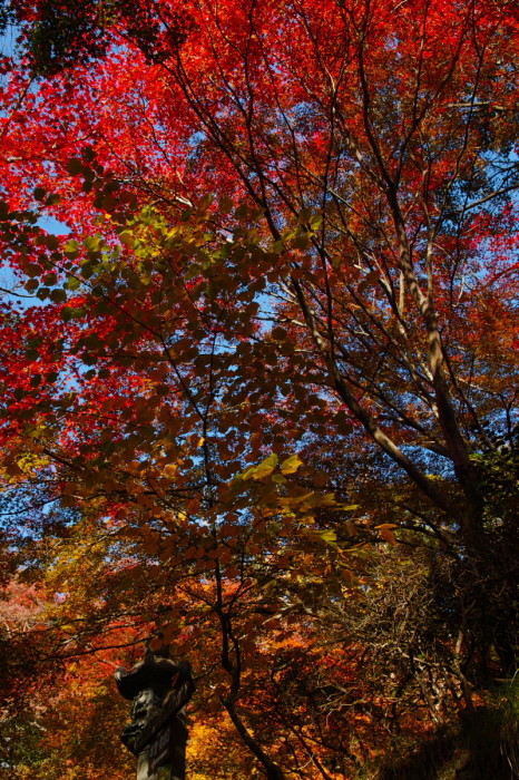  紅葉　　2017　　　金蔵寺_f0021869_13380677.jpg