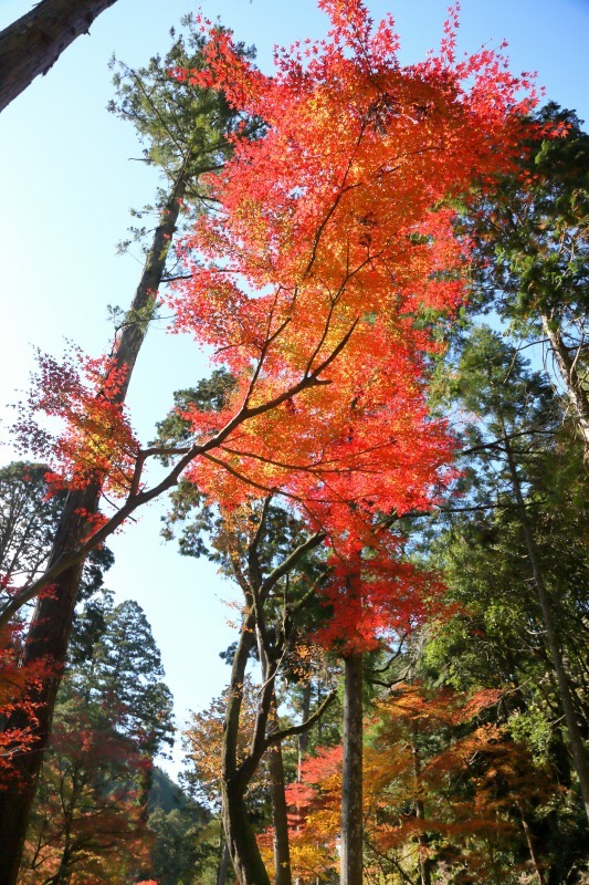 丹波の紅葉 その6 岩瀧寺_c0196076_19043224.jpg