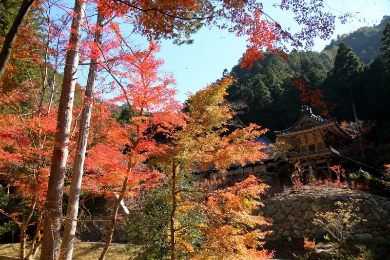 丹波の紅葉 その6 岩瀧寺_c0196076_19043300.jpg