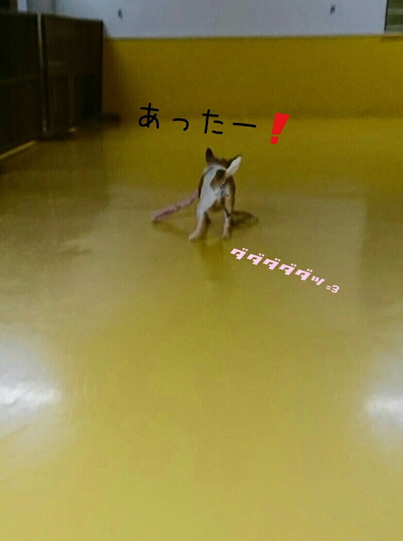 僕の好きなもの♥_f0357682_00184639.jpg