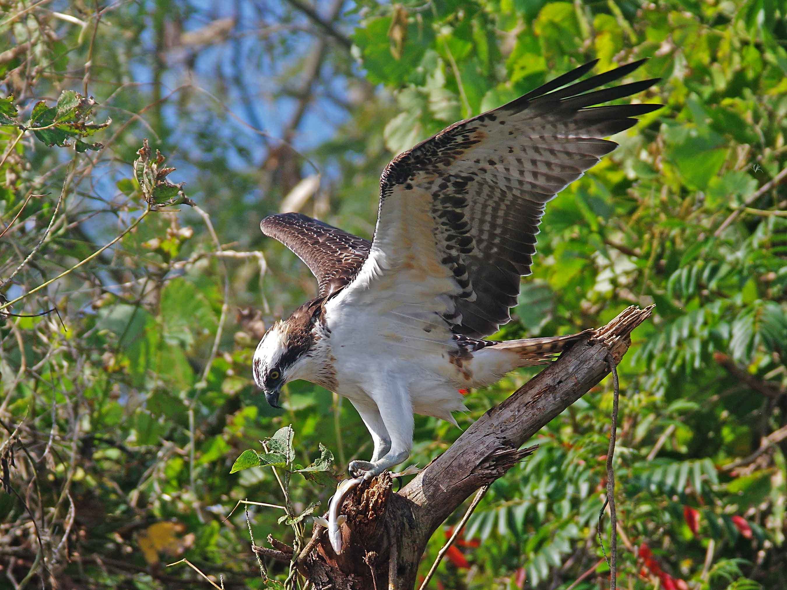 2017年　11月　　野鳥_c0176183_14270676.jpg