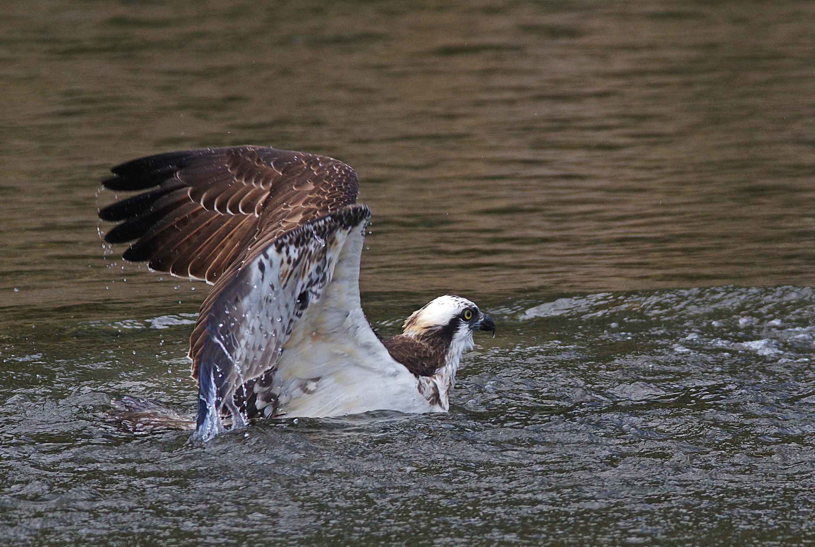 2017年　11月　　野鳥_c0176183_14283384.jpg