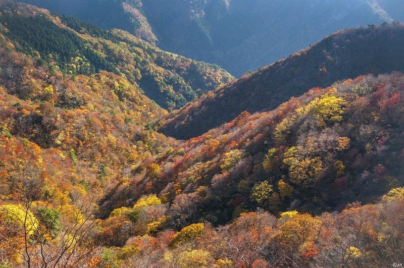 秋色の火燈山から小倉谷山へ_a0276584_14174370.jpg