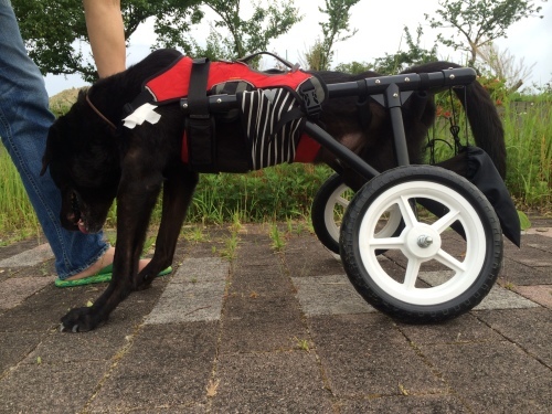 [10000ダウンロード済み√] 犬 車椅子 作り方 4輪 212842-犬 車椅子 作り方 4輪 - blogapixakulimo