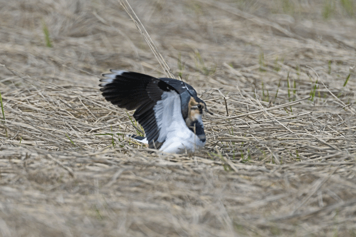 田んぼの鳥さん 田鳧 風のむろさん 自然の詩
