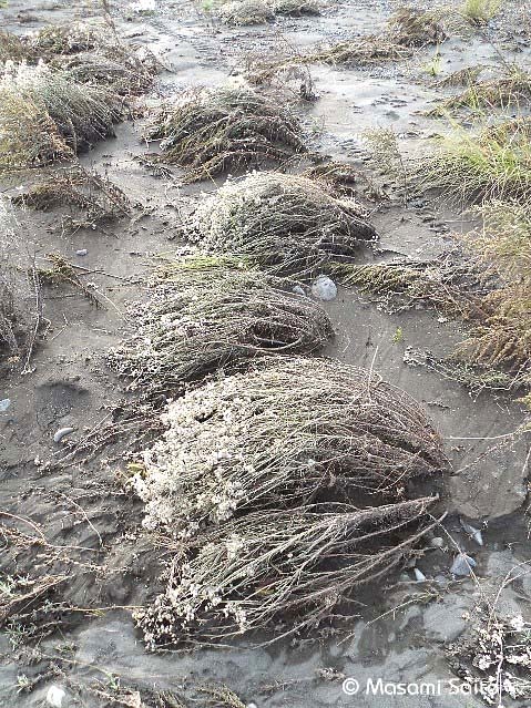 カワラハハコ（河原母子） : 草花と自然Blog
