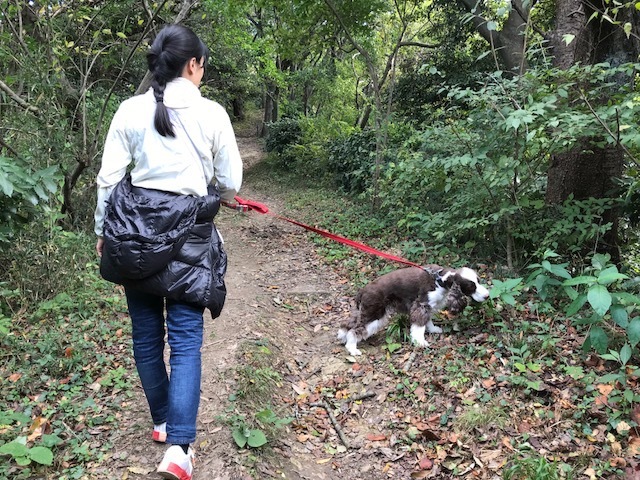 Walking  Ogusuyama　／　521段階段の大楠山散歩_b0195093_08355626.jpg