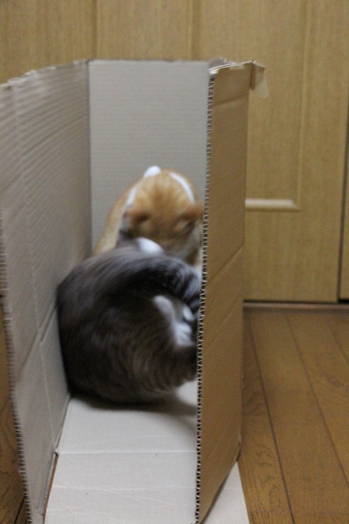 一瞬のデキゴト・・・。_a0333195_22180815.jpg