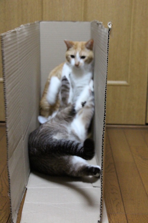 一瞬のデキゴト・・・。_a0333195_22232390.jpg