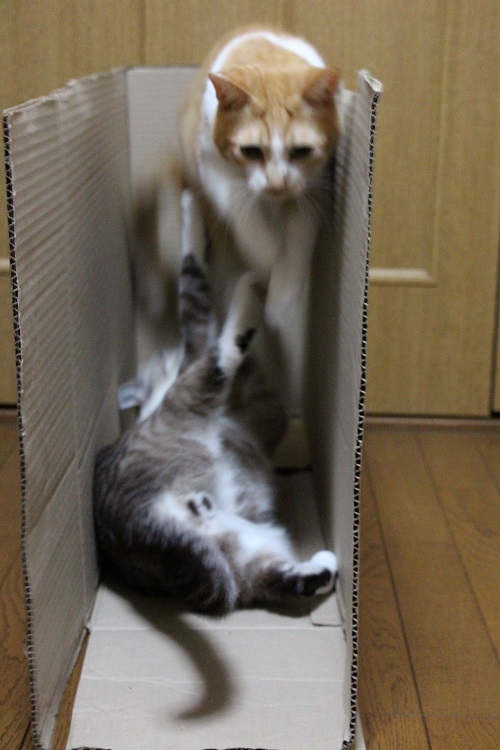 一瞬のデキゴト・・・。_a0333195_22243387.jpg