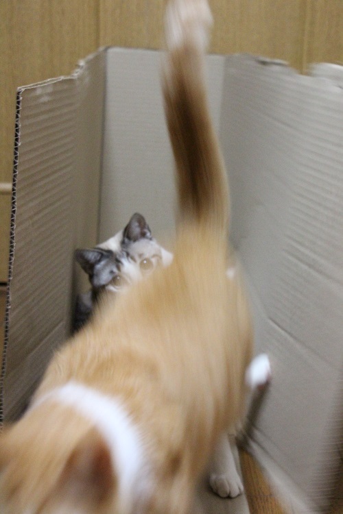 一瞬のデキゴト・・・。_a0333195_22312284.jpg