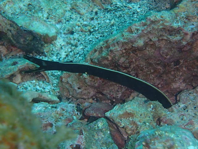 e0115199_17165400.jpg