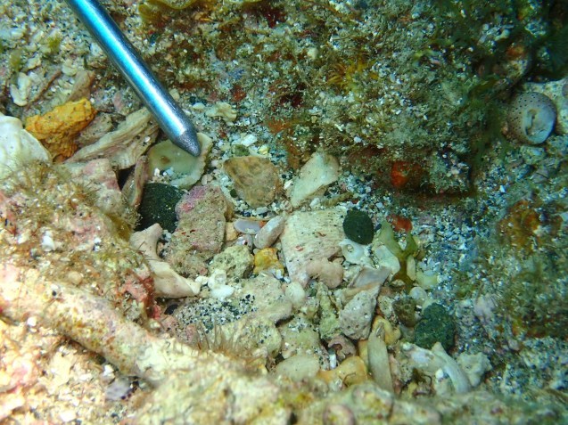 e0115199_17183296.jpg